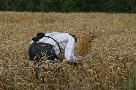 Farmer is checking the maturity of crop before harvest.