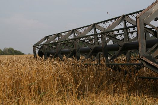 With help of combine in autumn is harvested crop.