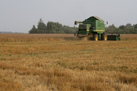 With help of combine in autumn is harvested crop.