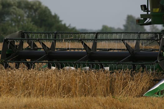 With help of combine in autumn is harvested crop.