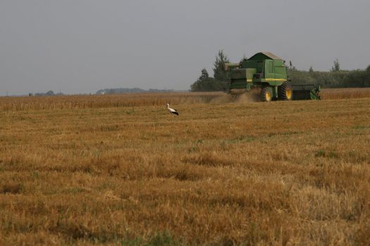 In hope of getting food, stork is following combine harvester.
