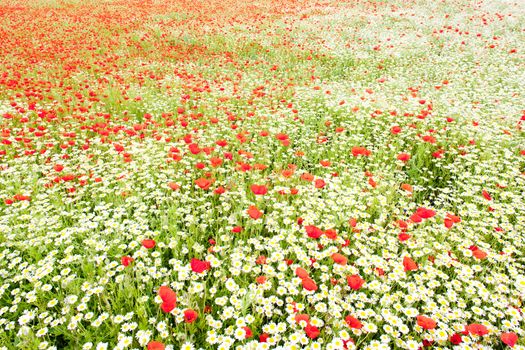 summer meadow in blossom