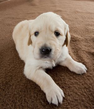 puppy of golden retriever