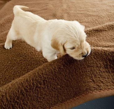 puppy of golden retriever playing with blanket