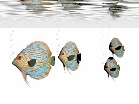 A group of discus fish swim together in an aquarium.