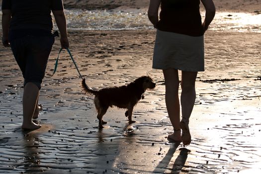 Back lit portrait of two women walking a cute borkie dog at the beach.
