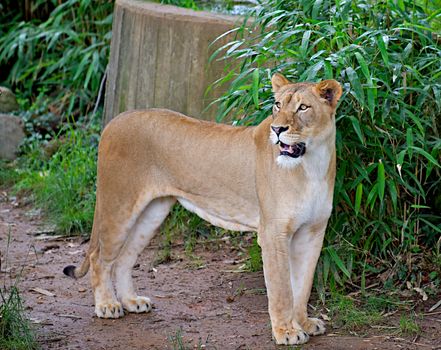 Female lion (Panthera leo) alert and growling. 