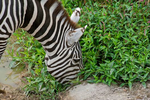 Grant's Zebra (Equus burchelli boehmi) munching on foliage.  Zebras (Hippotigris dolichohippus) are African equids best known for their distinctive white and black stripes. 
