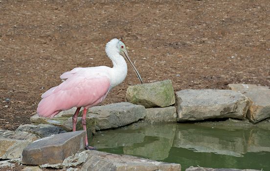 Spoonbills are a group of large, long-legged wading birds in the family Threskiornithidae.  This image is of a Roseate Spoonbill (Platalea ajaja or Ajaia ajaja) native to South America and Southern US states.5
"Spoonbill" could also mean Northern Shoveler or Paddlefish.
All have large, flat, spatulate bills and feed by wading through shallow water, sweeping the partly-opened bill from side to side. 