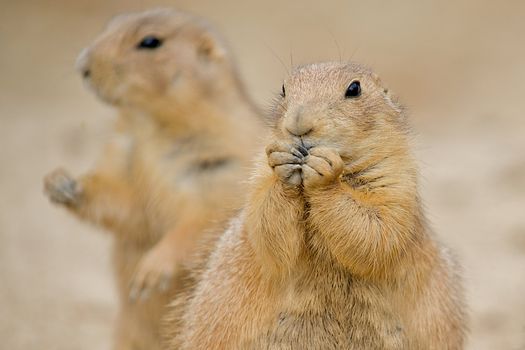 Two Prairie Dogs (Cynomys).  The mammal in the forground is nibbling on some food with his paws up to his mouth.