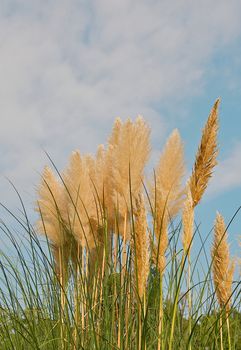 Pampass Grass swaying in the breeze beneath a beautiful blue sky.  Room for text at the top of the image.