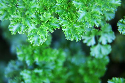 Parsley Edge