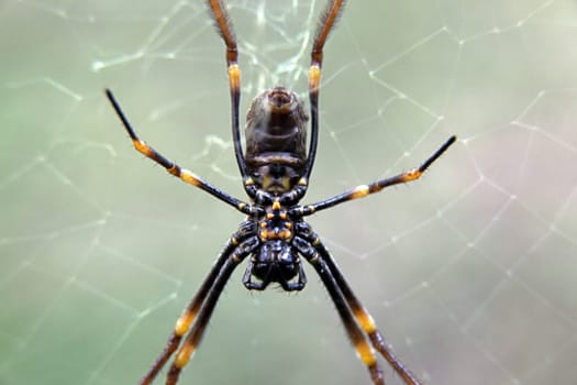 The underbelly of an Australian Golden Orb Weaver spider