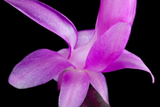 Closeup shot of a zygocactus flower against black.
