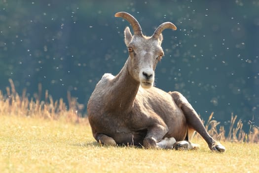 Rocky Mountain Bighorn Sheep (Ovis canadensis canadensis) Lying in a Meadow - Jasper National Park, Alberta