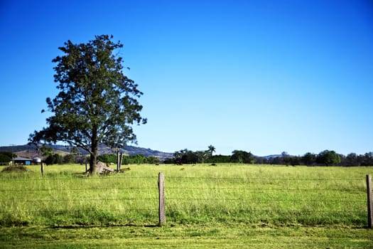 A lone tall tree stands in a empty field behind a wire fence.