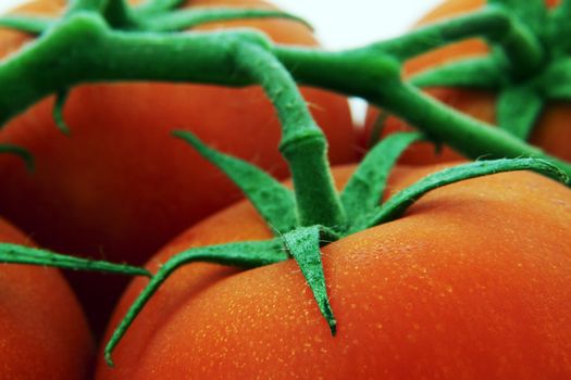 Macro shot of a tomato and vine