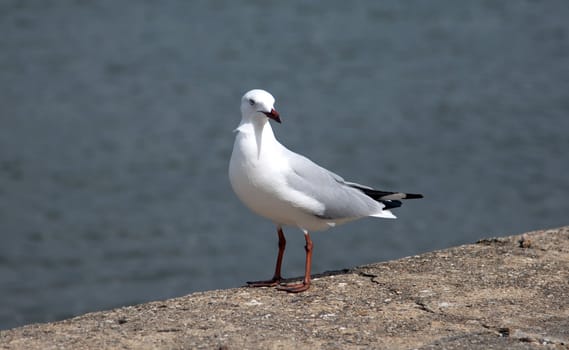 Seagull standing on a concrete walkway lookign over it's shoulder