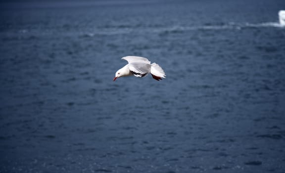 Seagull captured mid-flight low above the water.