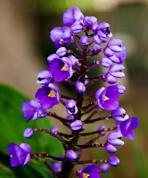 cluster of small purple flowers