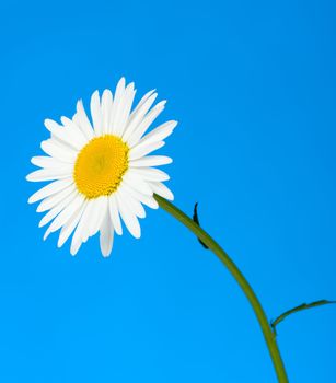 Camomile. It is isolated on a blue background