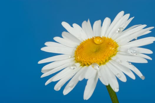 Camomile with dew drops. It is isolated on a blue background