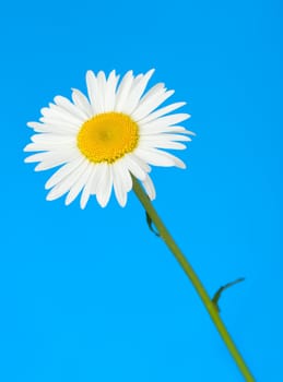 Camomile. It is isolated on a blue background