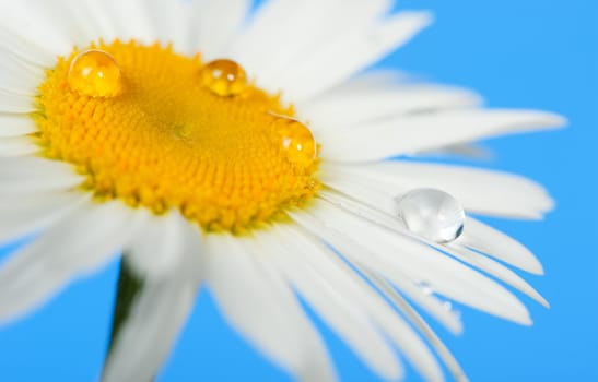 Camomile with dew drops. It is isolated on a blue background