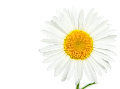 Camomile. It is isolated on a white background