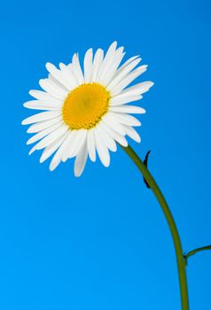 Camomile. It is isolated on a blue background