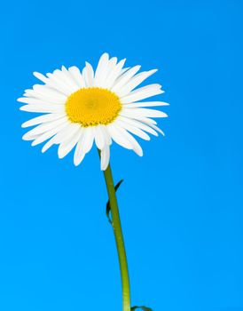 Camomile. It is isolated on a blue background