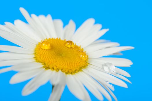 Camomile with dew drops. It is isolated on a blue background