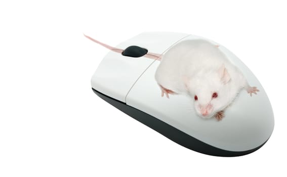 Live mouse on a computer mouse. It is isolated on a white background