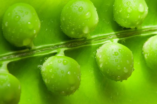 Pea. A photo close up of peas with water drops