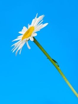 Camomile. It is isolated on a blue background