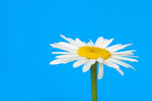 Camomile. It is isolated on a blue background