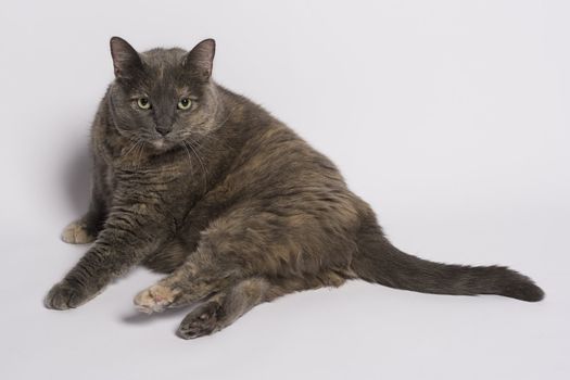 Gray and beige cat that just woke up