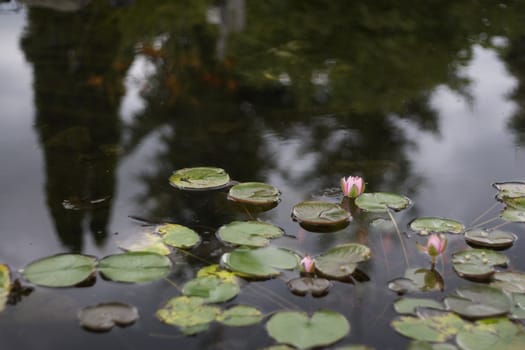 pond with pink lily pad flowers