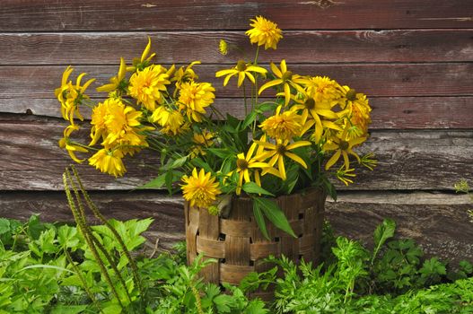 Flowers yellow in a basket against a wooden wall
