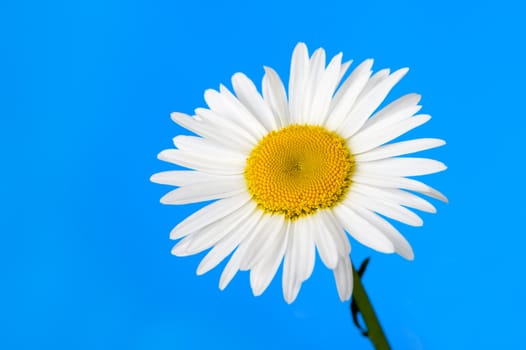 Camomile. It is isolated on a blue background