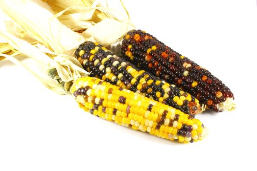 Indian Corn Isolated on a White Background