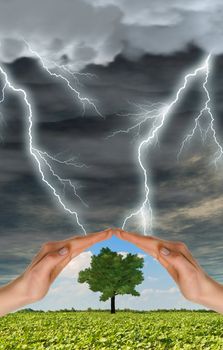 Two hands preserve a green tree against a thunder-storm. Concept of preservation of the nature