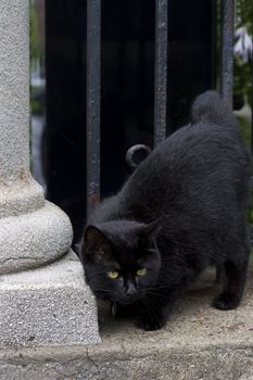Black cat rubbing head against column