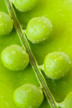 Pea. A photo close up of peas with water drops