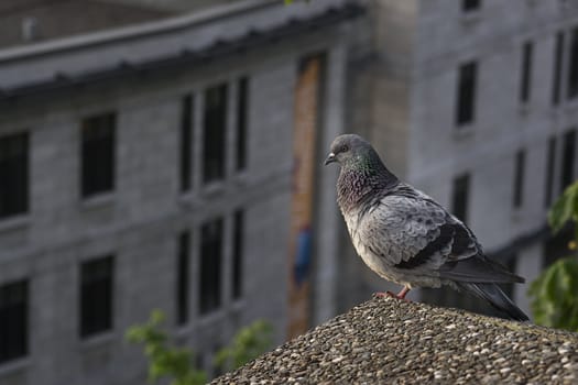 Pidgeon on a ledge with Quebec City as a background
