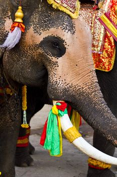 elephant close up in lopburi of Thailand