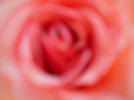 Pink Rose Blur