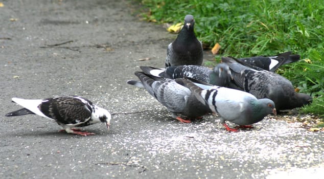 Pigeons that eat seeds in a park