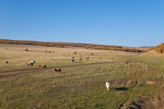 Herd of Grazing Cows on the Autumn Landscape