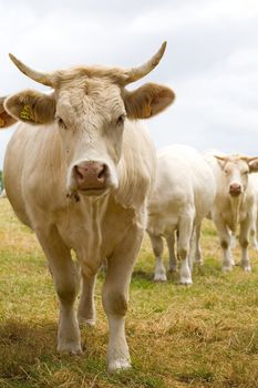 Blonde d'Aquitaine breed in the meadow